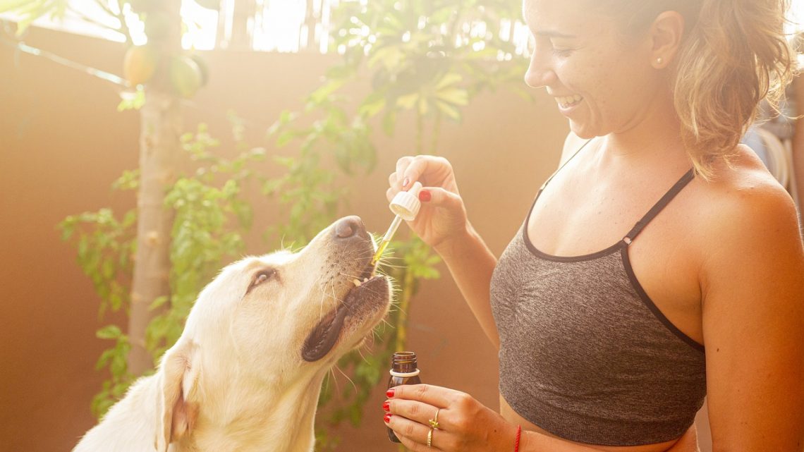 Peut-on utiliser du CBD chez les animaux ?