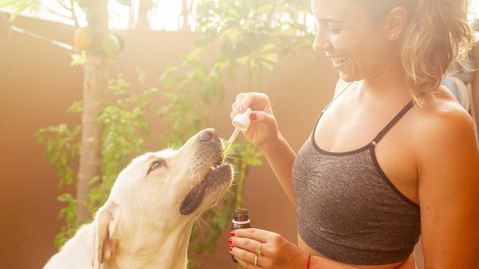 Peut-on utiliser du CBD chez les animaux ?